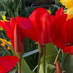 Madame Lefeber Red Emperor Tulip Bulbs (Tulipa fosteriana Madame Lefeber Red Emperor) 5